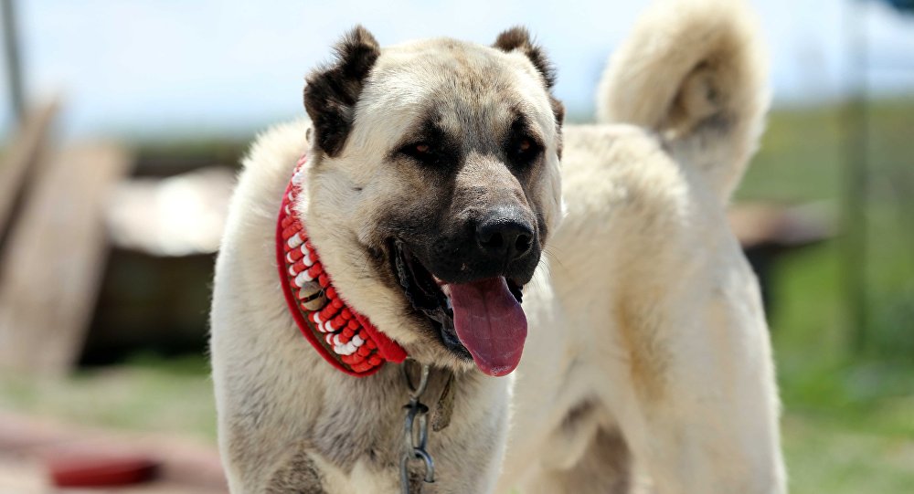 Kangal Uydu Servisi ve Kurulumu